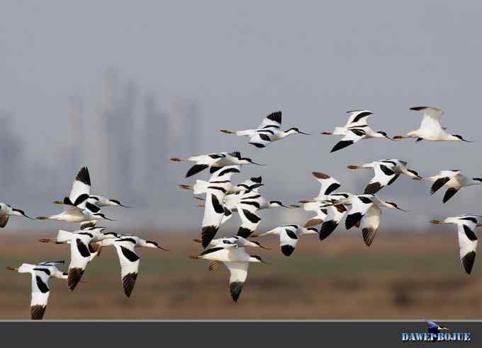 迁徙的鸟：飞翔的反嘴鹬