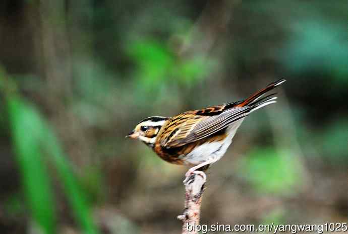 登枝的三道眉草鹀