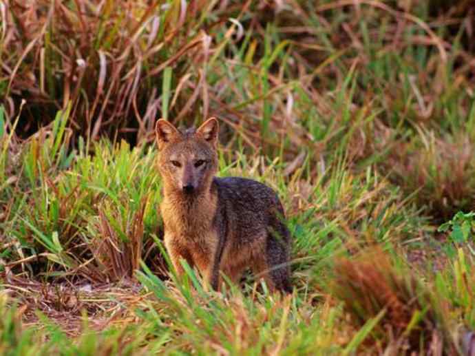犬科：狐亚科食蟹狐属之食蟹狐