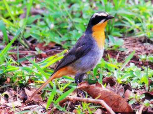 白头鸟系列:另类的美丽（白头歌鵖）