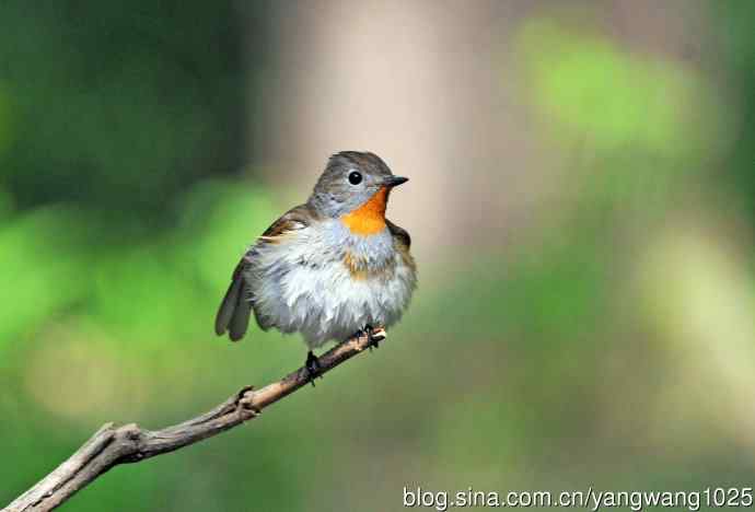 浴后（红喉姬鹟）