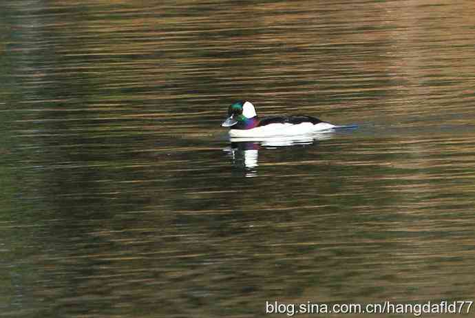 美国鸟类摄影——白枕鹊鸭(3)