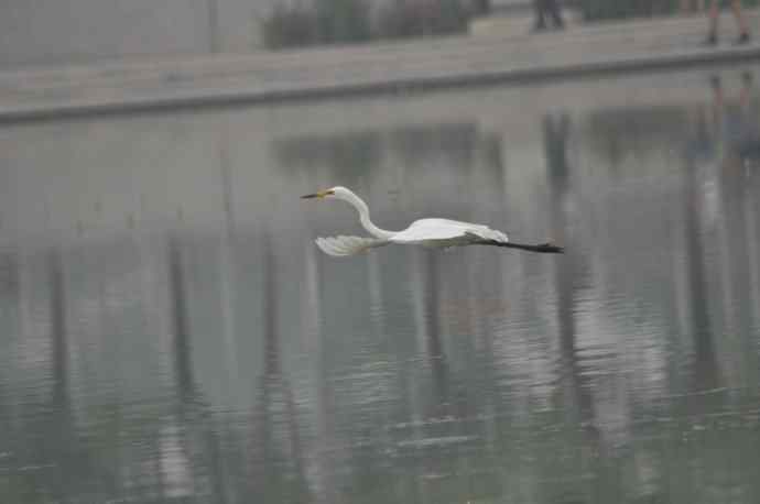 奥林匹克公园白鹭飞 wbr2