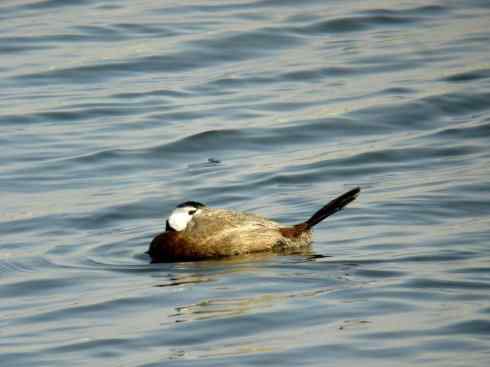 白头鸟系列：另类的美丽（白头硬尾鸭）