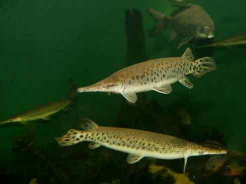 鱼类活化石:鳄雀鳝 鱼类活化石:鳄雀鳝