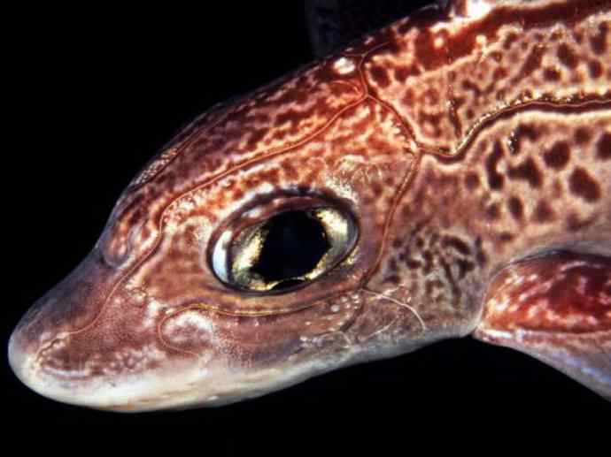 鱼类活化石：银鲛