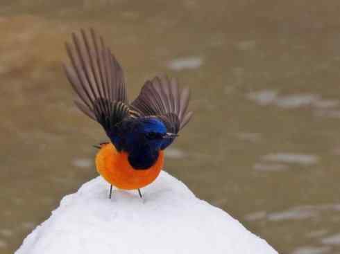 美丽无罪：雀鸟之红尾鸲