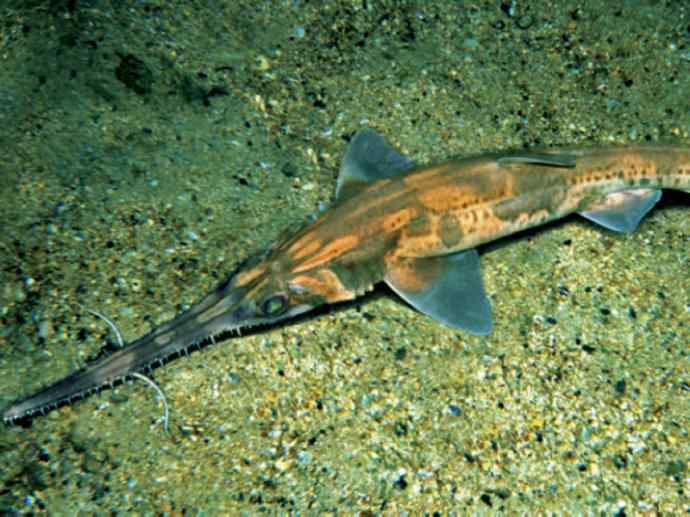 鱼类活化石：锯鳐