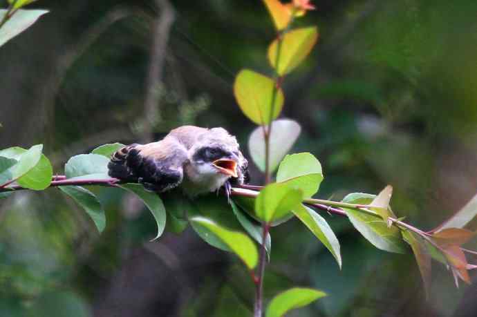 200.伯劳雏鸟上树危机四伏