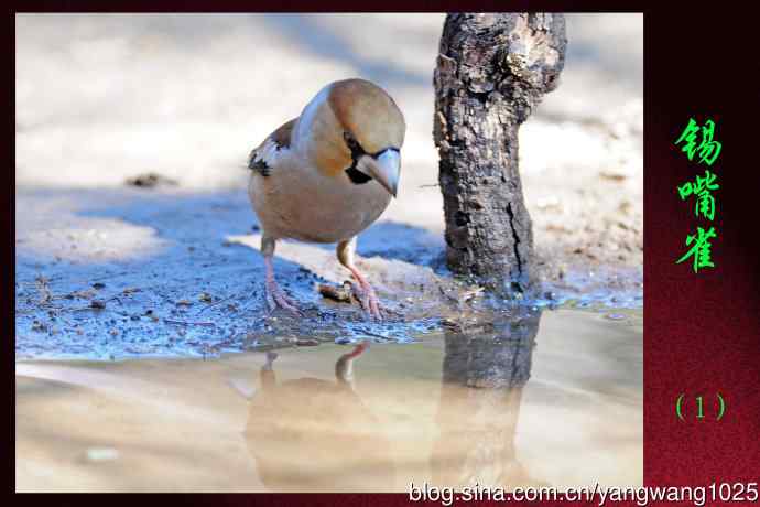 北京天坛公园的鸟类——锡嘴雀（1）