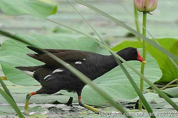 喜拍黑水鸡(奥体公园)