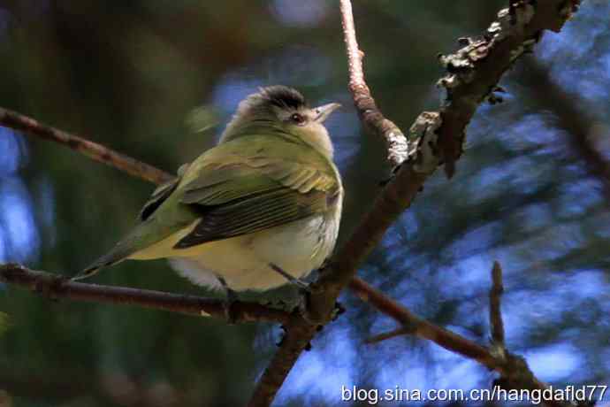 美国鸟类摄影——红眼莺雀