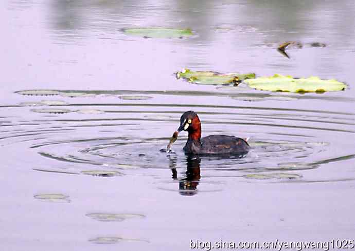 早餐 wbr鈥斺斝t捕鱼纪实 早餐 wbr鈥斺斝t捕鱼纪实