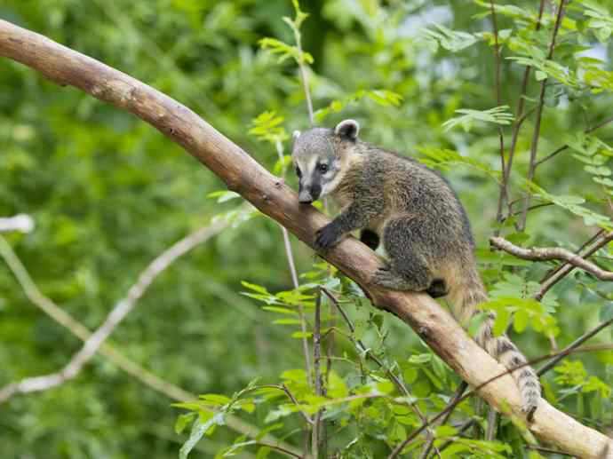 犬科:犬亚科犬属之郊狼、红狼 犬科:犬亚科犬属之郊狼、红狼