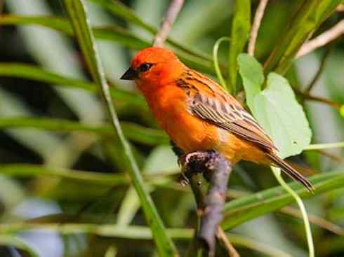极品红色鸟类:红艳织雀 极品红色鸟类:红艳织雀