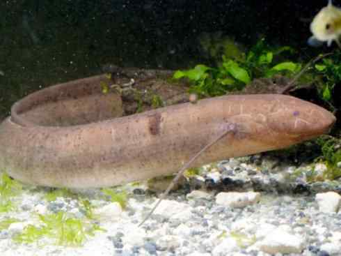 鱼类活化石：非洲肺鱼