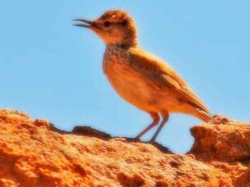 家禽驯化之源之二十八