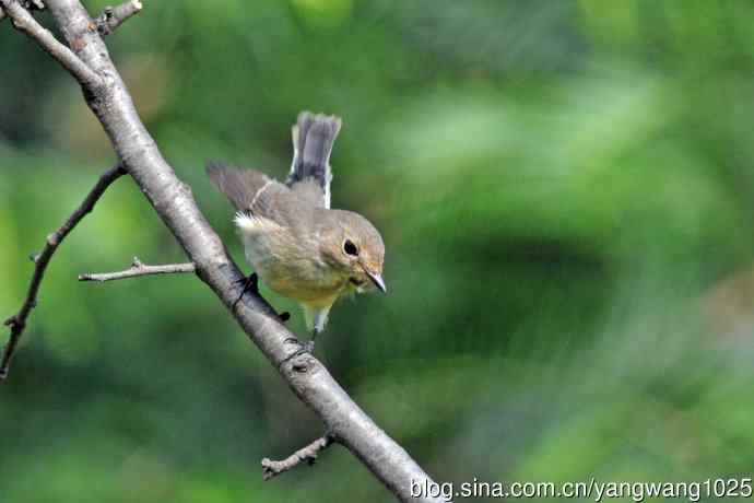 秋天的红喉姬鹟（8）