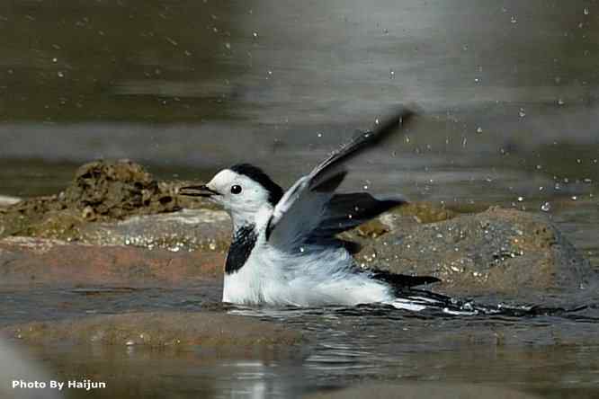 鸟为悦己者容(白鹡鸰梳洗版)