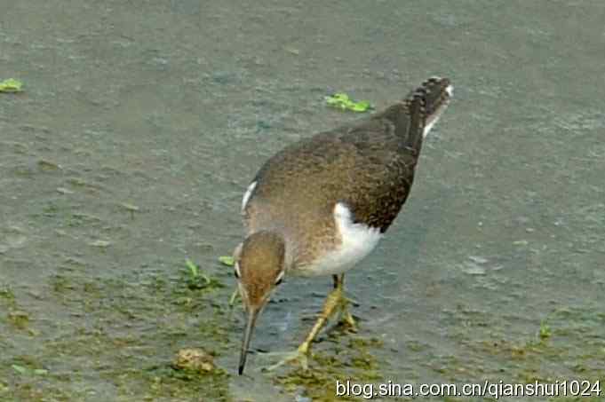 小鸟觅食.翠明湖