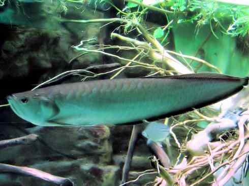 鱼类活化石：巨骨舌鱼