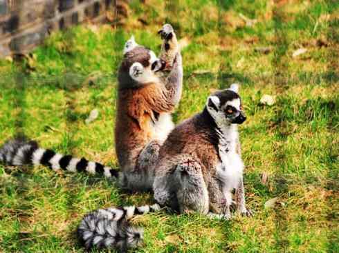 动物世界：山寨还是原创之十五