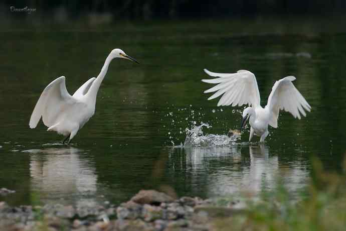 白鹭弄清影 wbr翩跹在河边