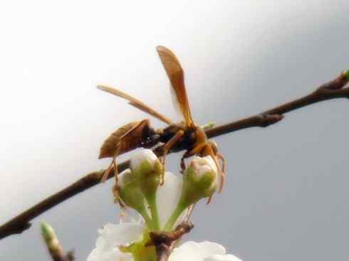 十大喜食蜂蜜动物：胡蜂