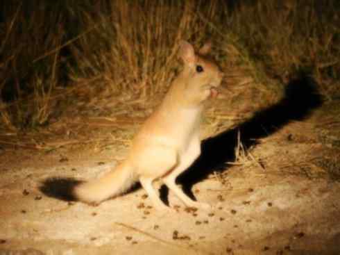 动物世界：山寨还是原创之八