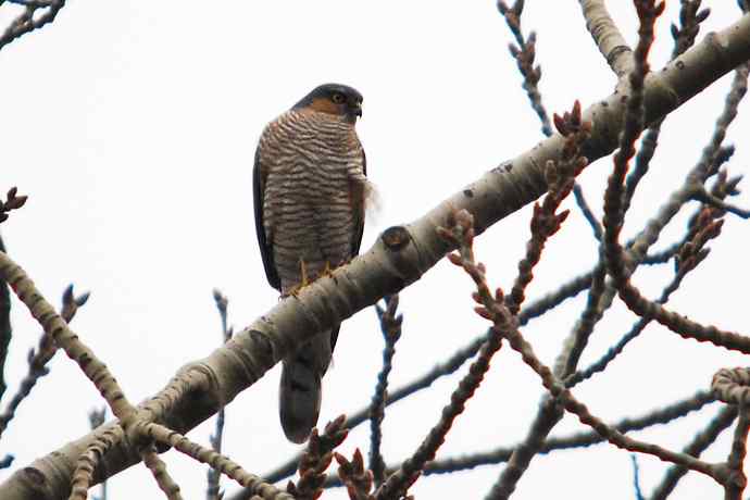 北京植物园赏鸟（九），雀鹰（组图）
