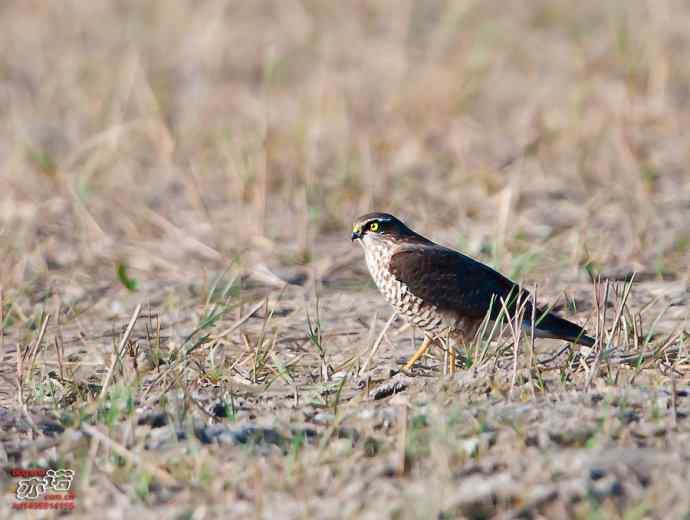 官厅水库&nbsp;wbr路&nbsp;wbr金秋十一猛