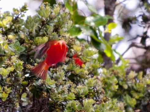 极品红色鸟类：镰嘴管舌鸟