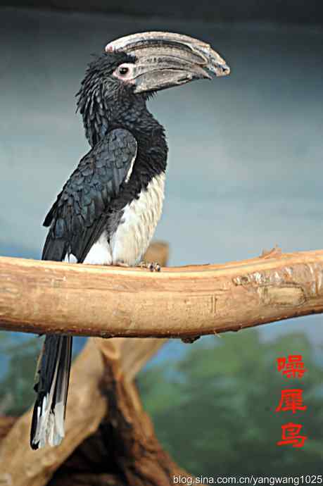 杂片(鸟儿) 杂片(鸟儿)