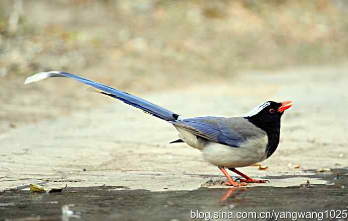 红嘴蓝鹊