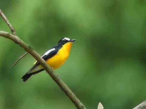 美丽无罪:雀鸟之姬鹟 美丽无罪:雀鸟之姬鹟