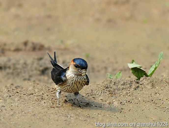 小燕子,穿花衣(金腰燕)
