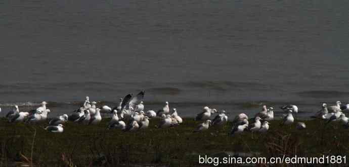 吴淞炮台湾湿地公园3月鸟况