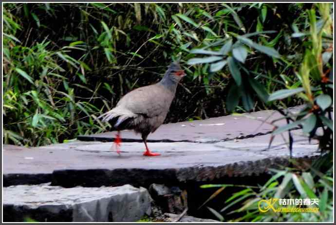 烟雨朦朦的瓦屋高原(瓦屋山系列二)【照片】 烟雨朦朦的瓦屋高原(瓦屋山系列二)【照片】