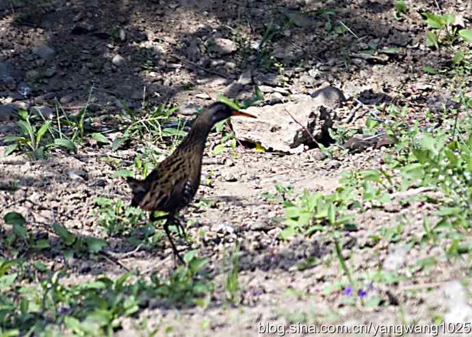 芦苇丛中的秧鸡 wbr2