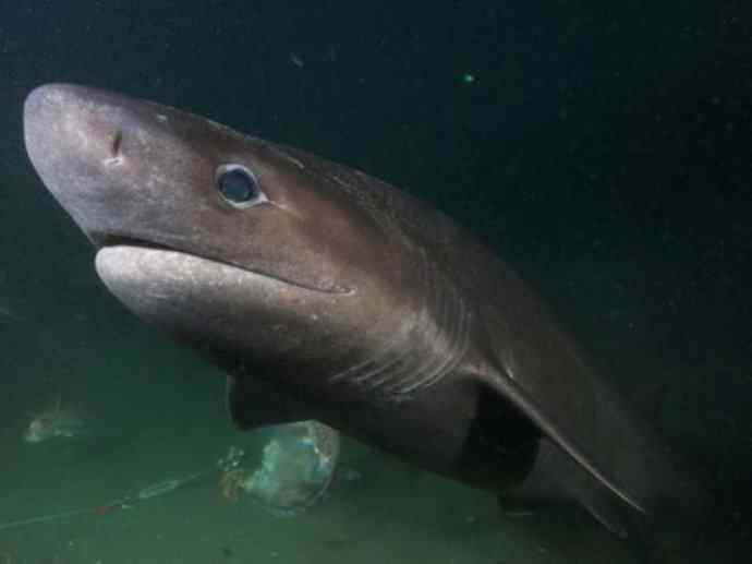 鱼类活化石：皱鳃鲨