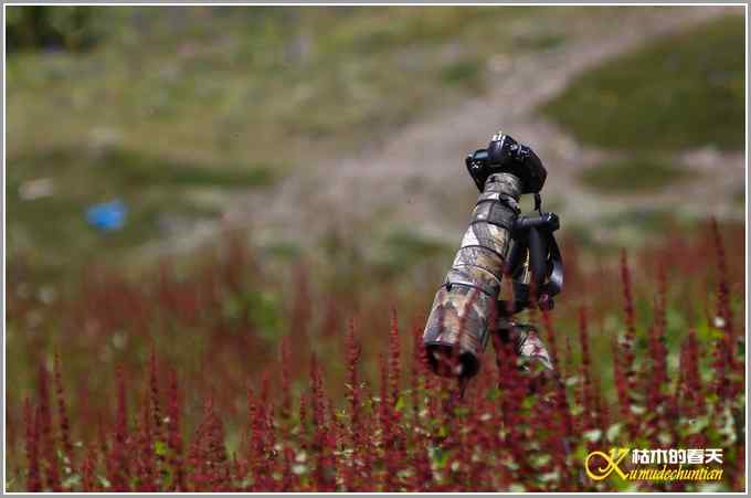 川西高原行•拍鸟【照片】 川西高原行•拍鸟【照片】