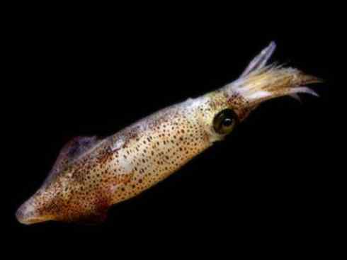 自然奇观:动物大迁徙(乌贼) 自然奇观:动物大迁徙(乌贼)