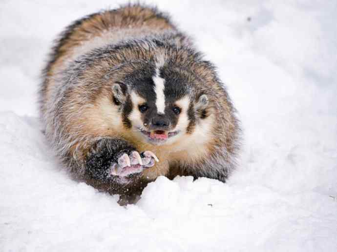 犬科：狐亚科之大耳狐