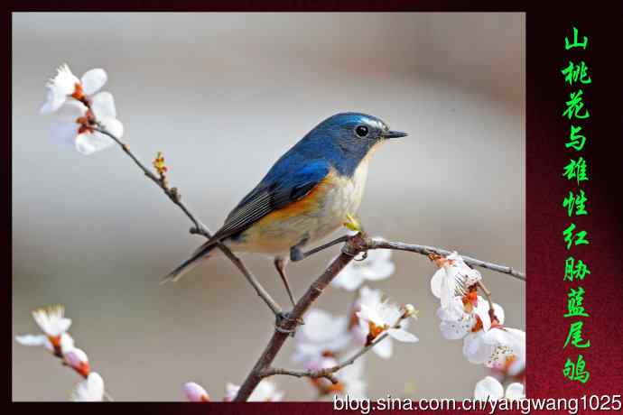 北京天坛公园的鸟类——山桃花与雄性红胁蓝尾鸲