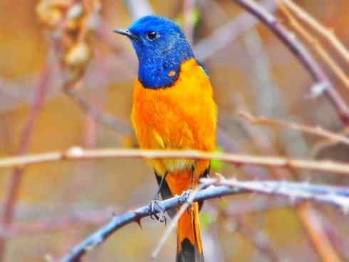 美丽无罪：雀鸟之红尾鸲