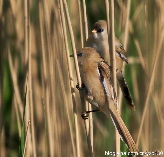 文须雀（组图，5张图片）
