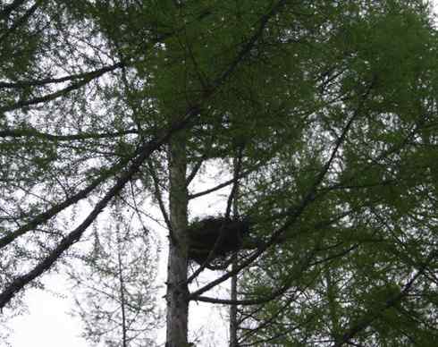 图说乌林枭的栖息环境