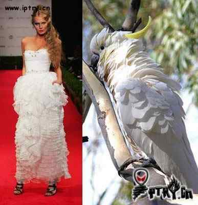 时装模特 VS 鸟儿模特 时装模特 VS 鸟儿模特