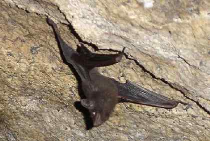 濒临绝种的动物资料大全