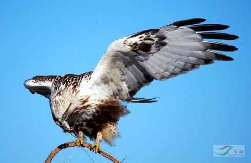 毛脚鵟休息一下